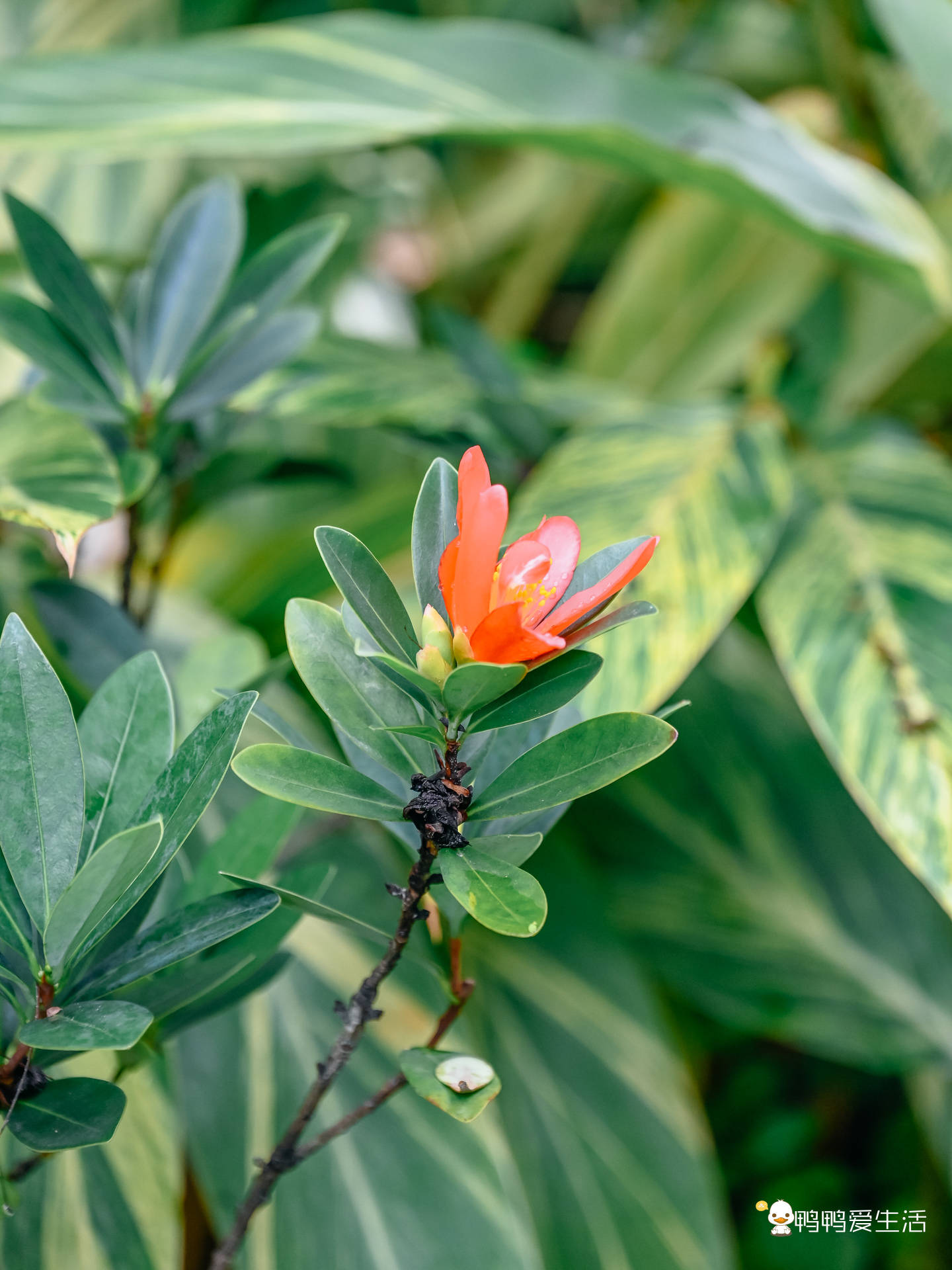 🌸【新澳门一码一肖一特一中】🌸:6月15日起，常德火车站增开往成都、张家界等热门旅游城市列车