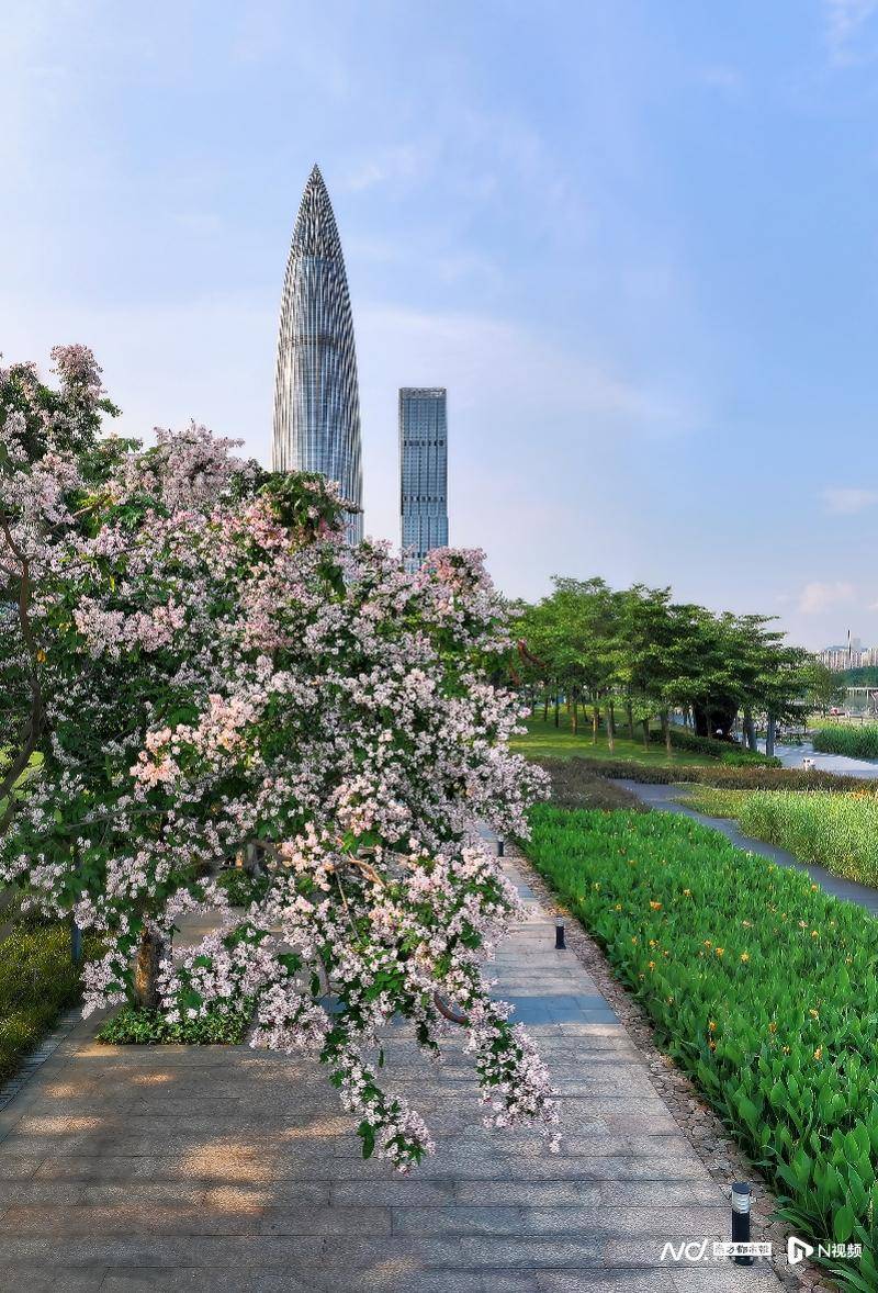 🌸【澳门一肖一码100准免费资料】🌸:分众传媒上半年营收同比增长8%，海外已覆盖全球100个主要城市  第1张