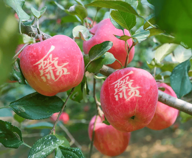 🌸【澳门天天开彩好正版挂牌】🌸:用汗水和智慧保障城市有序运转  第5张