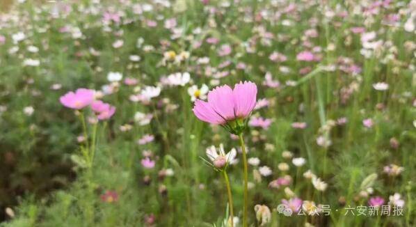 🌸【澳门一肖一码100准免费资料】🌸:我在天安门广场擦华灯丨城市体验官