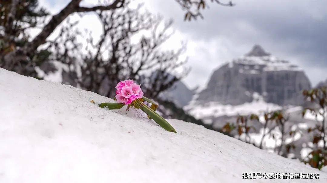 🌸【澳门管家婆一肖一码100精准】🌸:音乐剧《拉齐尼·巴依卡》复拍总导演：帕米尔雄鹰飞回来了