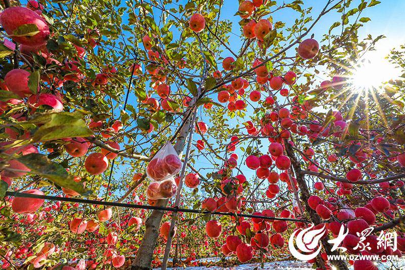 🌸【澳门王中王免费资料独家猛料】🌸:济南建成城市泉水绿道