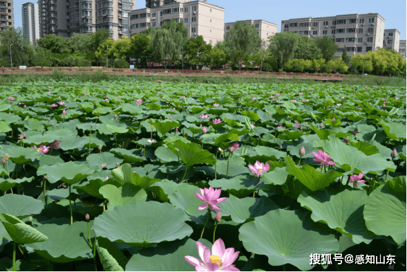 🌸【新澳门一码一肖一特一中】🌸:南京江宁滨江落实市容环卫责任区制度 提升居民城市管理参与度