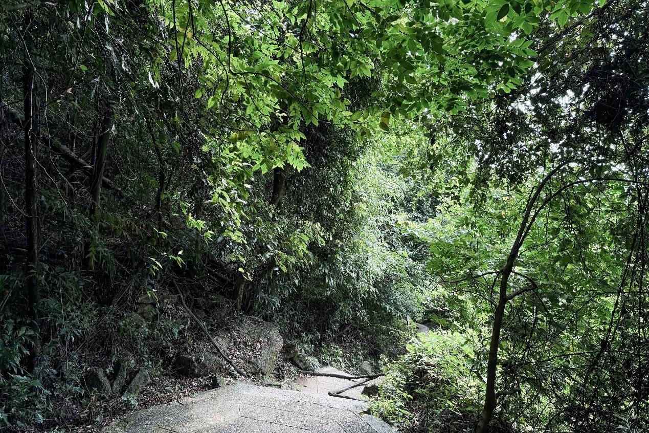 🌸【新澳门一码一肖100精确】🌸:让道路更通畅！沙坪坝区城市管理局多措并举缓解“停车难”