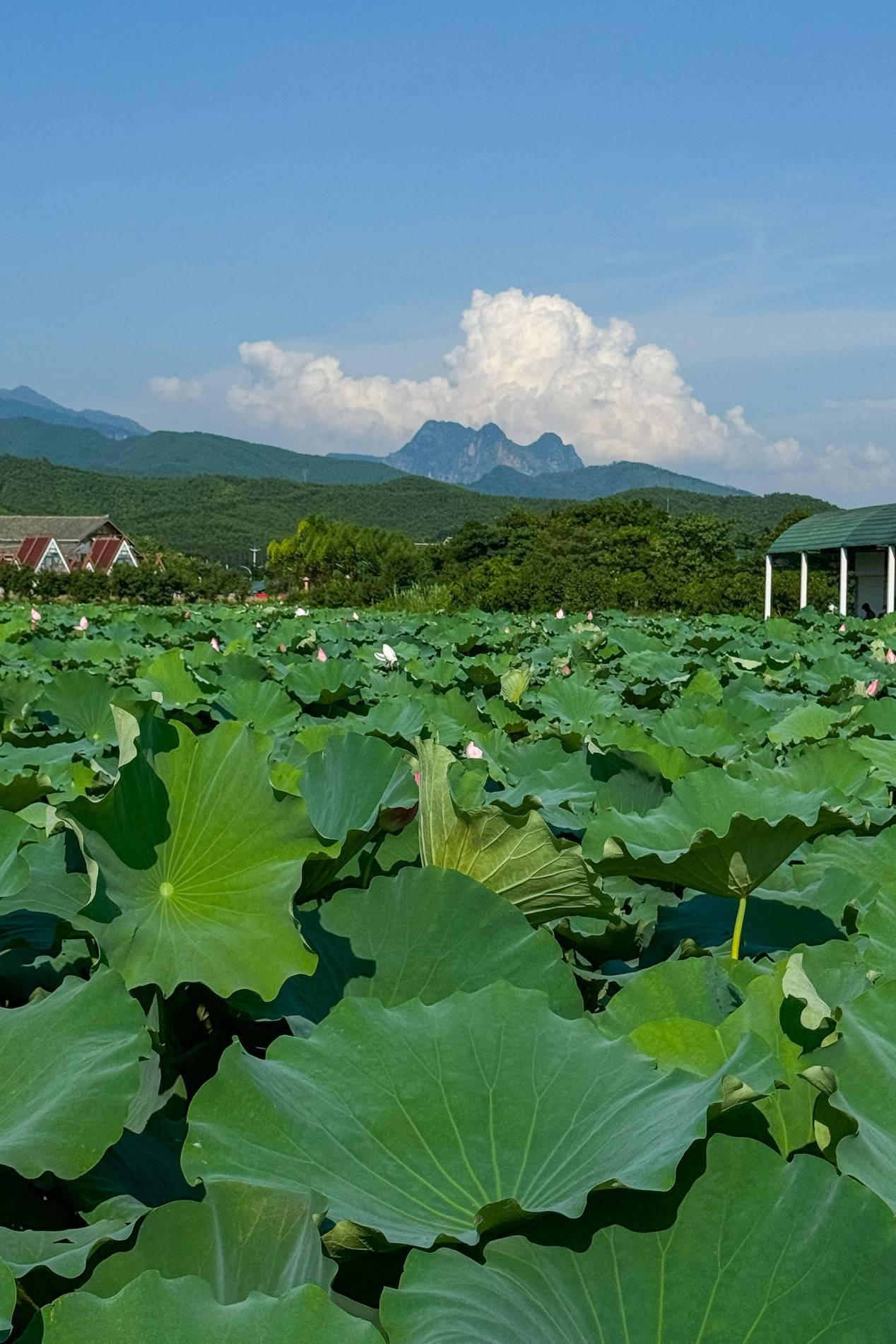 🌸【澳门最精准正最精准龙门】🌸:建科院：科研创新引领与城市场景应用是公司发展战略，推动盈利模式向复合结构发展的重要支撑