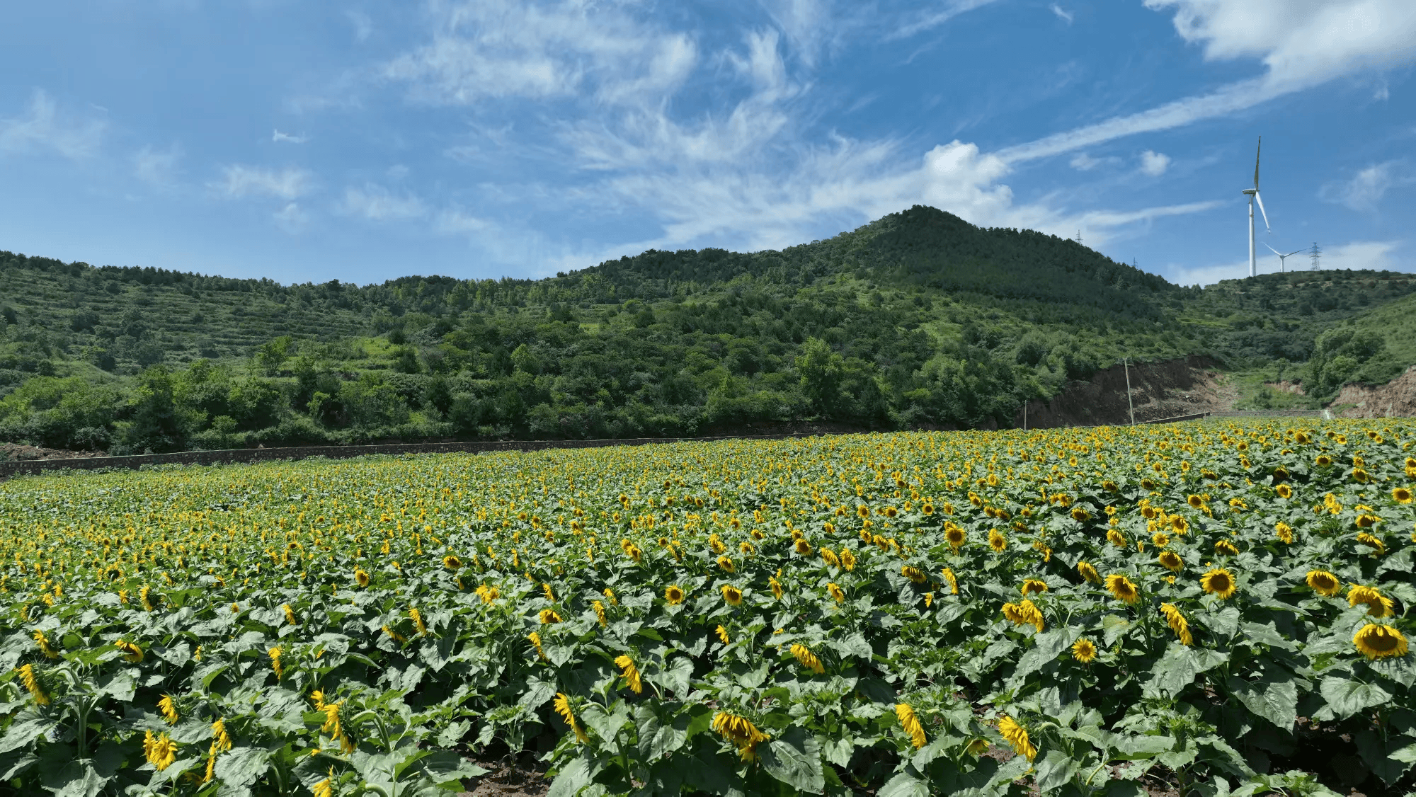 🌸【香港二四六开奖免费资料】🌸:苏州高新区枫桥街道城市管理分队长张华：退伍不褪色 奋斗正当时  第3张