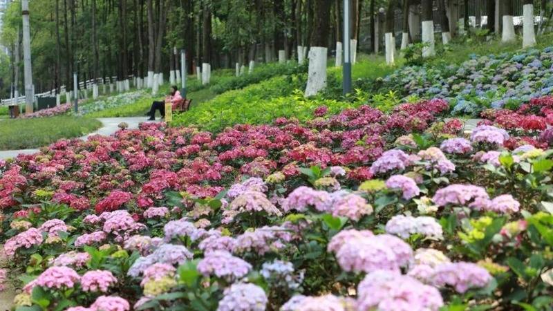 🌸【管家婆一肖一码100%准确】🌸:光影之约 | 人民城市成就电影与人的开阔未来  第1张