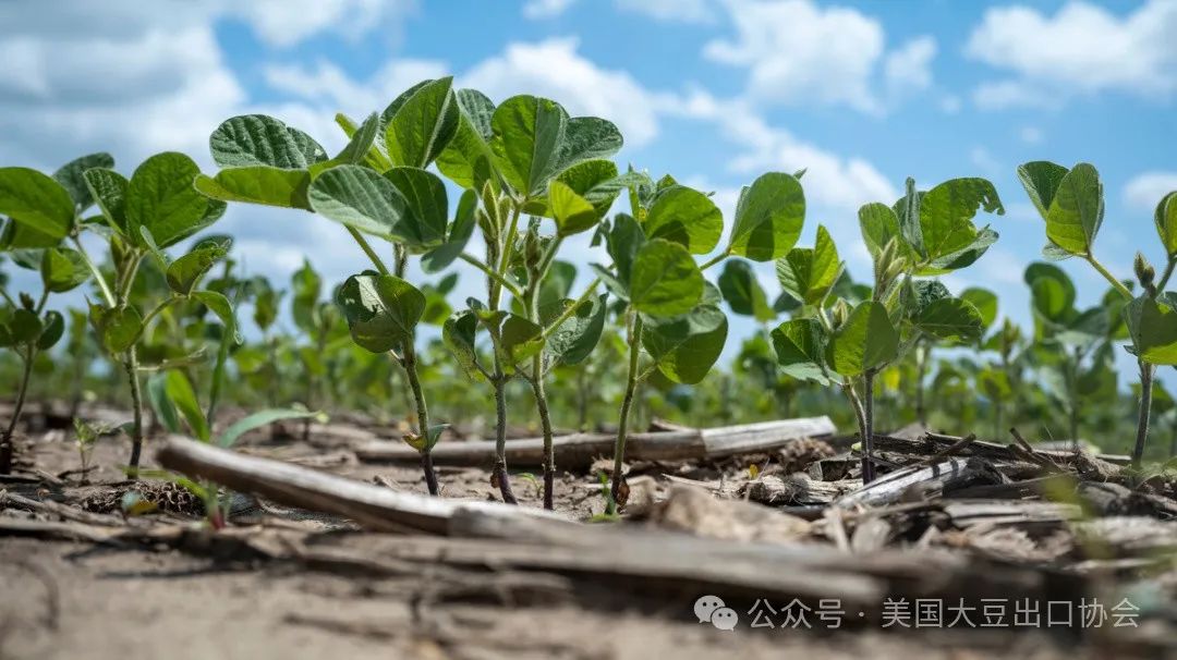 29日凌晨新鲜出炉：2024美国大豆种植面积和季度库存报告  第3张